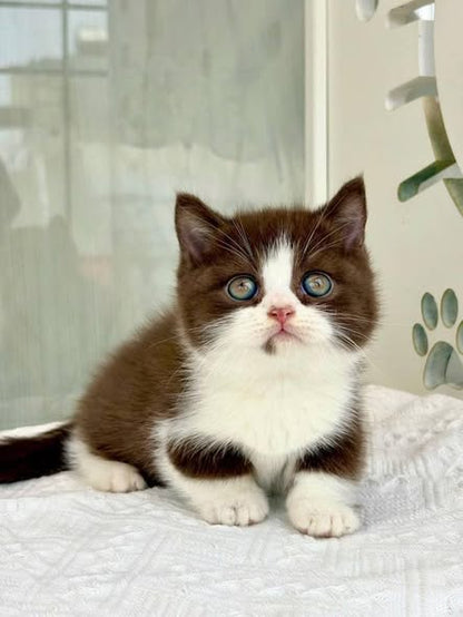 Munchkin