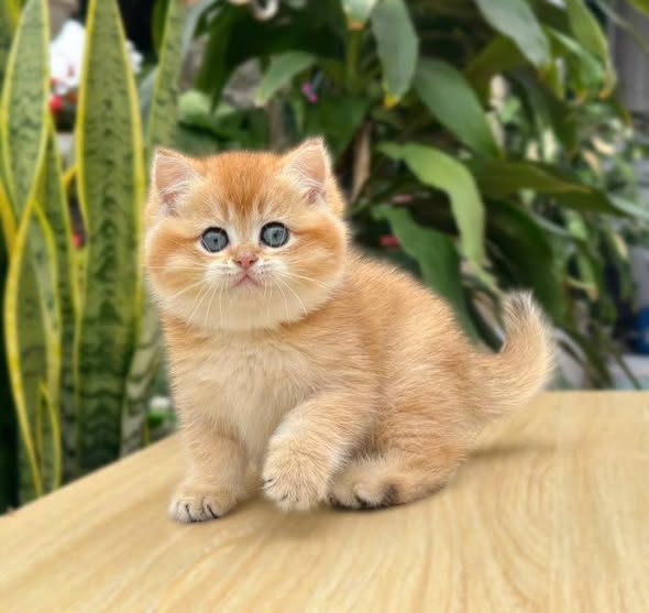 British Shorthair