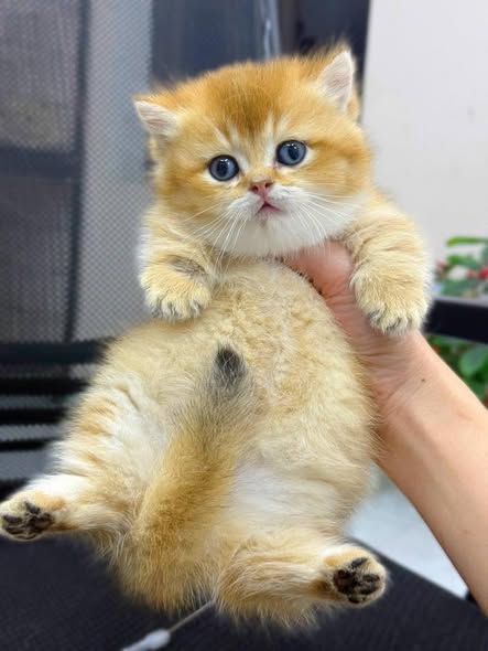 Munchkin