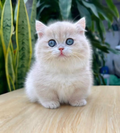 Munchkin