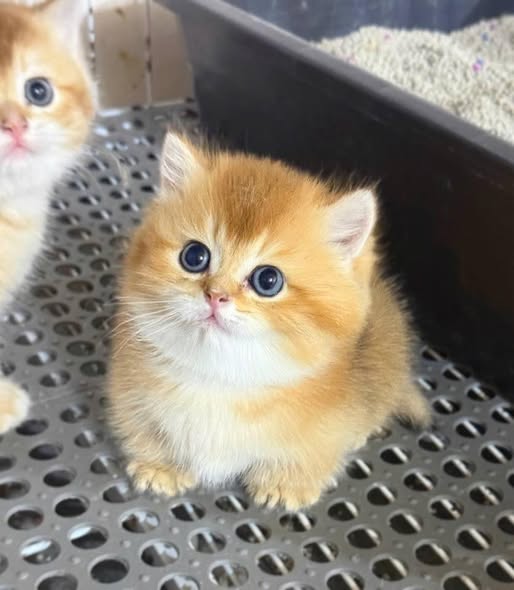 Munchkin