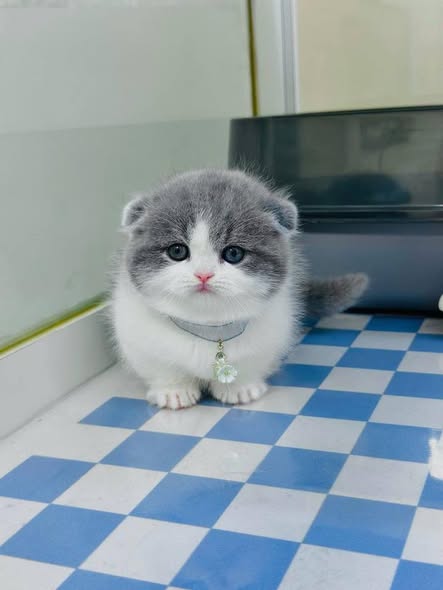 Munchkin Fold