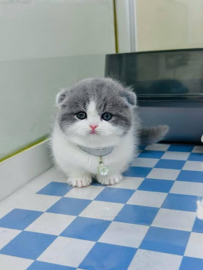 Munchkin Fold