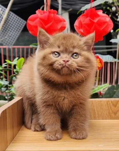 British Shorthair