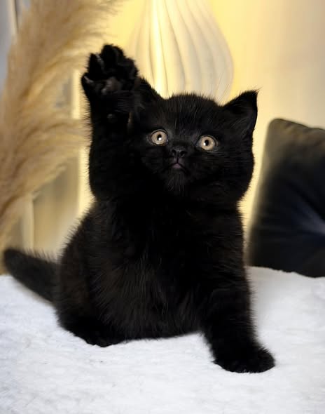 British Shorthair