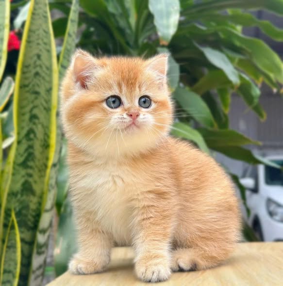 British Shorthair