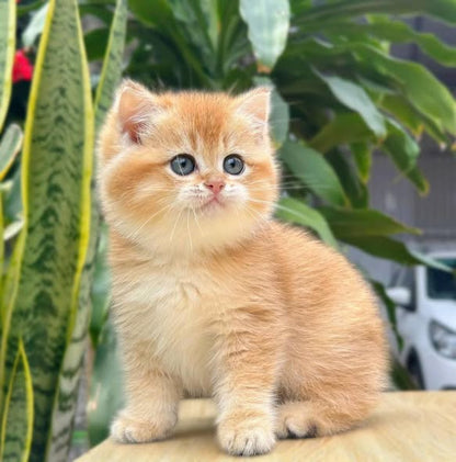 British Shorthair