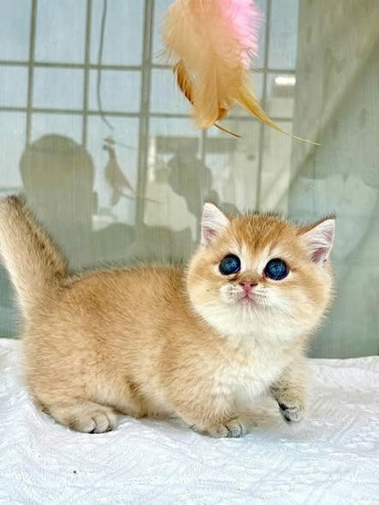 Munchkin