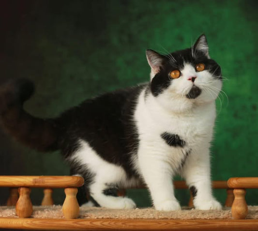 British Shorthair