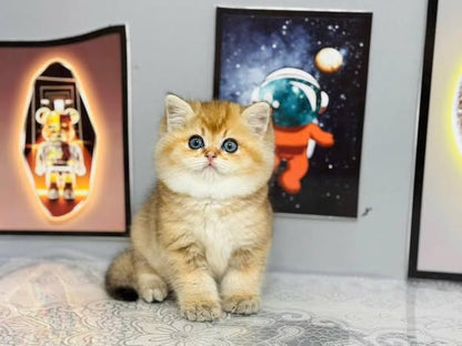 British Shorthair