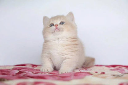 Munchkin