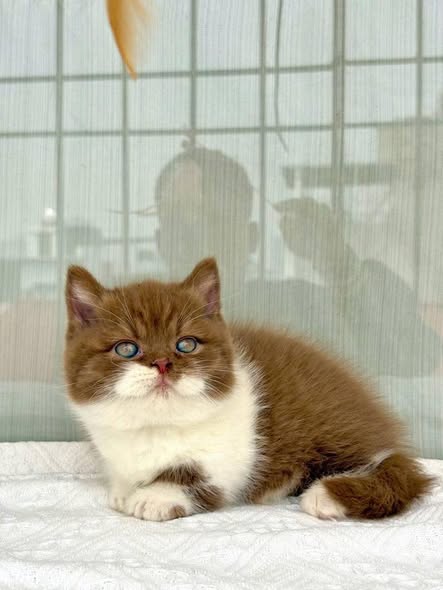 Munchkin