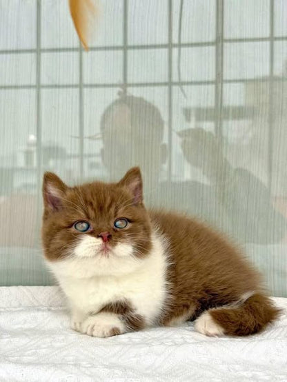 Munchkin