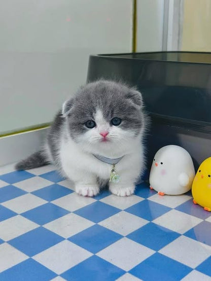 Munchkin Fold