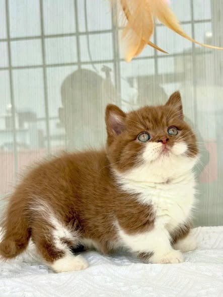 Munchkin