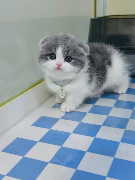 Munchkin Fold