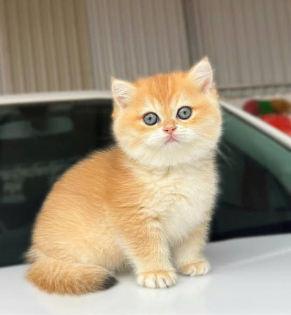 British Shorthair