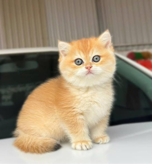 British Shorthair