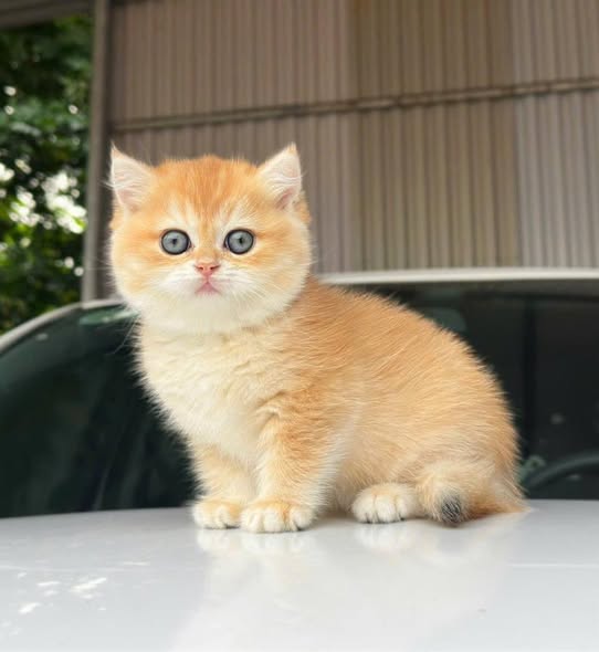 British Shorthair