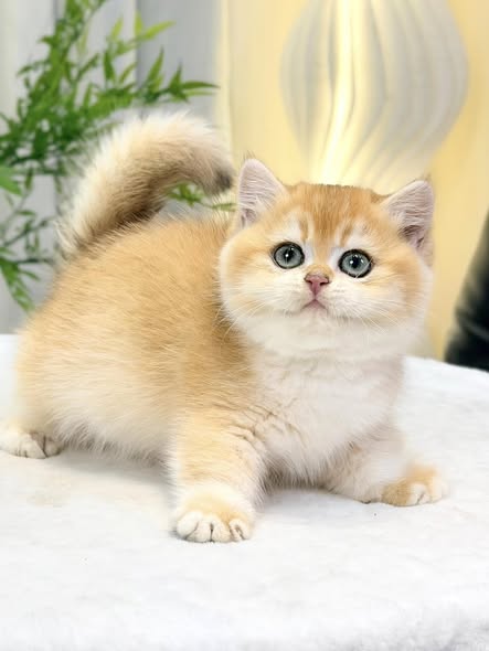 Munchkin