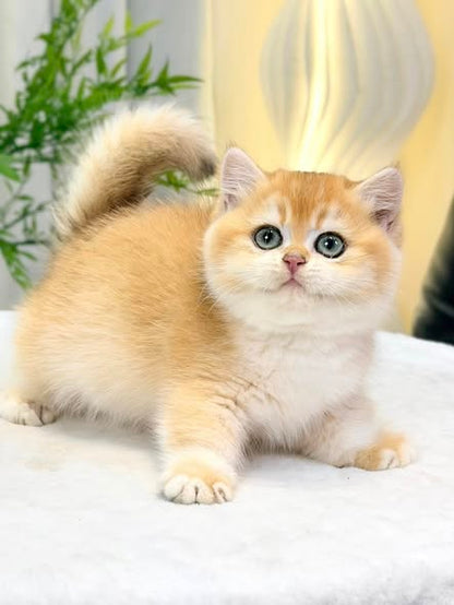 Munchkin