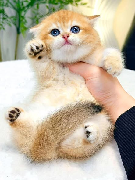 British Shorthair