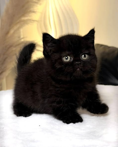 Munchkin