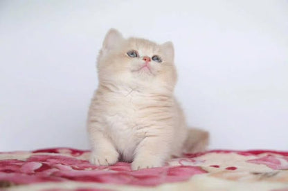 Munchkin