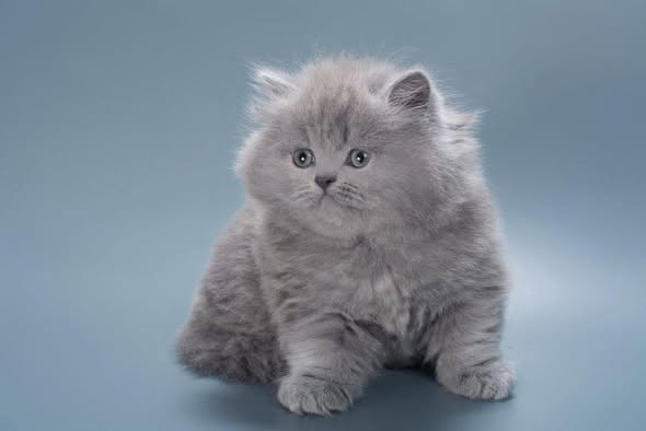 British Longhair