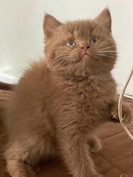 British Shorthair