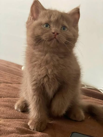 British Shorthair