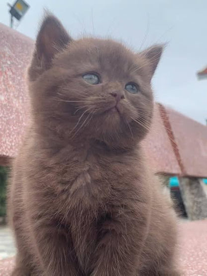 British Shorthair