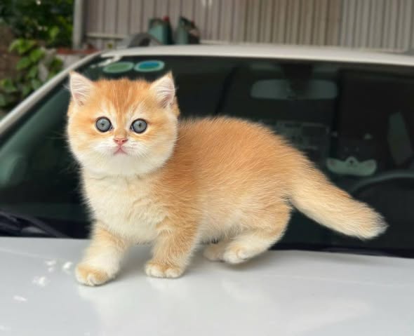 British Shorthair