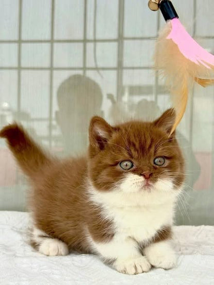 Munchkin