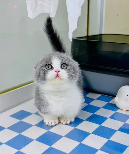 Munchkin Fold