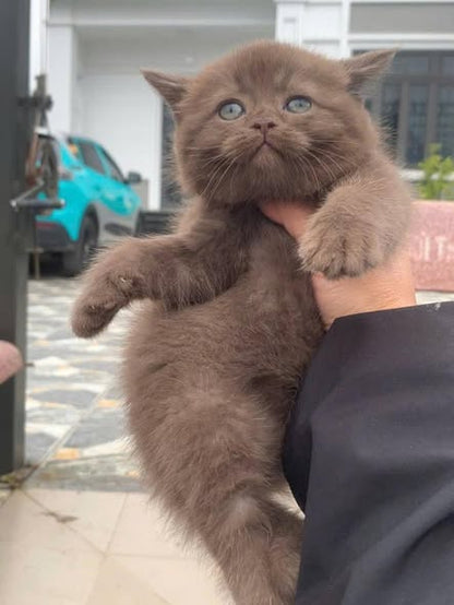 British Shorthair