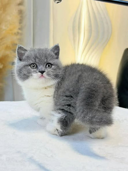 Munchkin