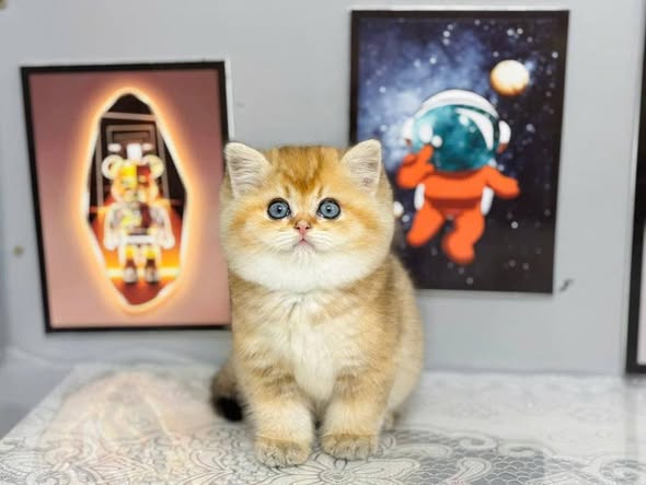 British Shorthair