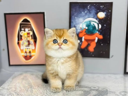 British Shorthair