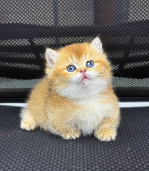 Munchkin