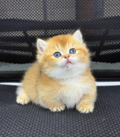 Munchkin
