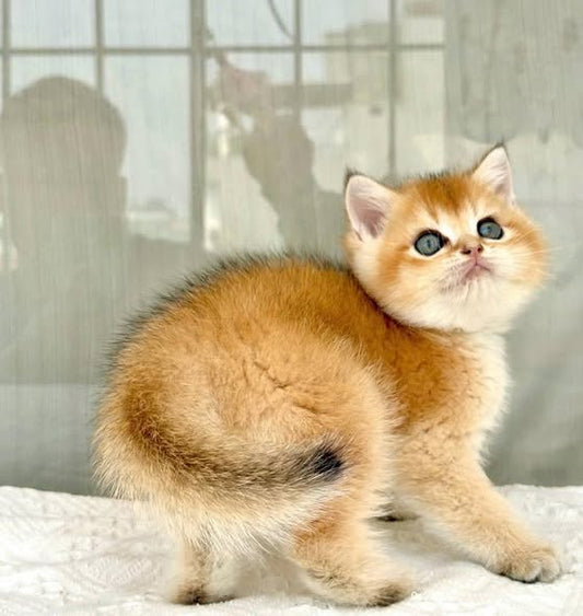 British Shorthair
