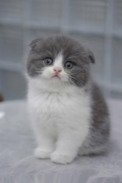 Scottish Fold