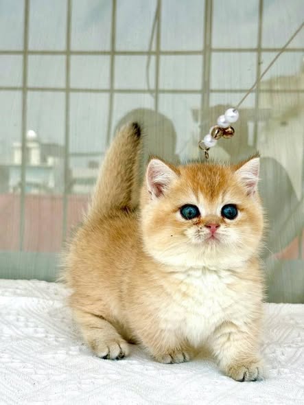 Munchkin
