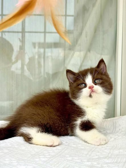 Munchkin