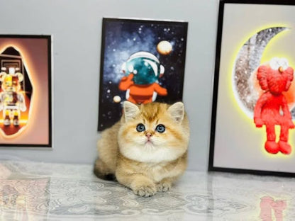 British Shorthair