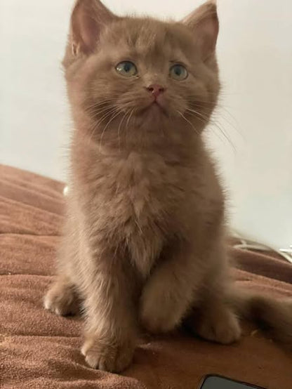 British Shorthair