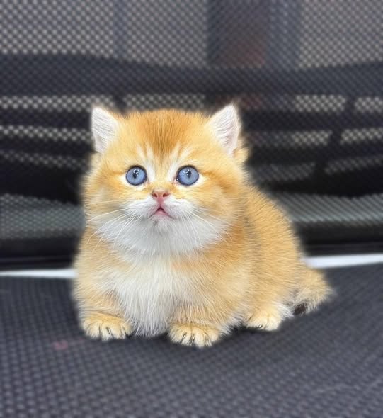 Munchkin