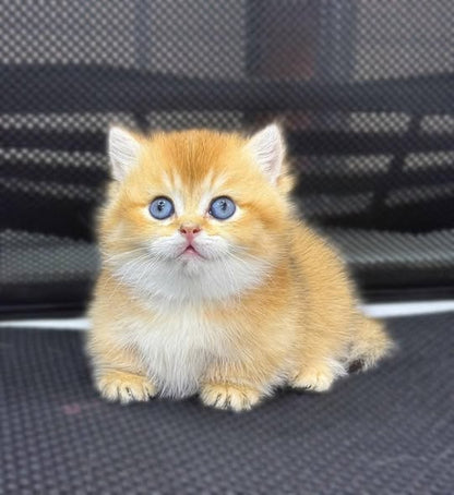 Munchkin