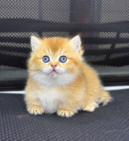 Munchkin